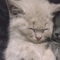 tác giả tí thì cu te