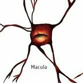 Macula