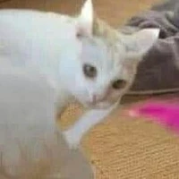 T/g ngáo lone