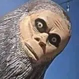 T/g co tu