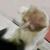 _ᴀʟʟ ᴍᴏ̣ɪ ɴɢᴜ̛ᴏ̛̀ɪ_