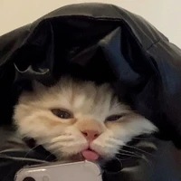 tác giả happy cat