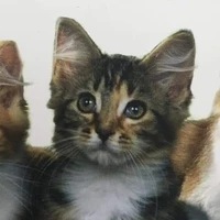 tg đang mewing