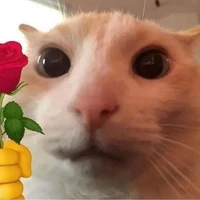 t/g ác wỷ 👽