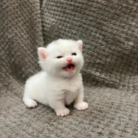 Đan đan
