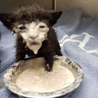 con mồm lèo(tác giả)