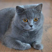 Kenny - Chu Ánh Hân