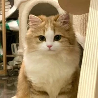 Lynee - Tô Hàn Linh