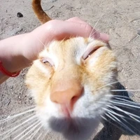 All, mọi người, cả đám
