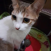 Cả lớp