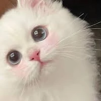 Mây