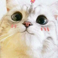mèo lạ