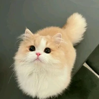 Mèo Finn