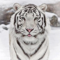 Snow