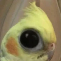 hihi