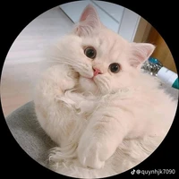 hệ thống mèo