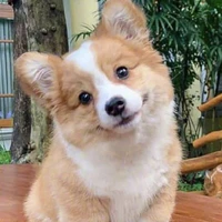 ChiChi