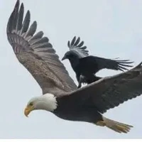 augurs