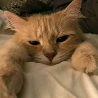 T/g lười bín (◍•ᴗ•◍)