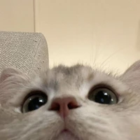 mèo Luki