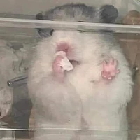 tác giả