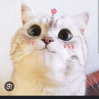 nini