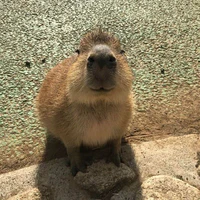 tác giả cutii 🐧