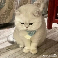 Luzi(Tác giả)