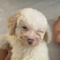tác giả bí í tưởng