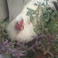 Tác giả Gà ngáo