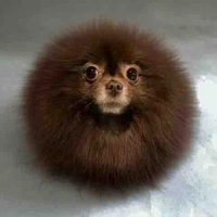 Kuma " pet "