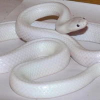 kaburamaru