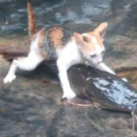 ᴀ̂̉ɴ ᴛʏ́ ʀᴏ̂̀ɪ ʜɪᴇ̣̂ɴ