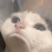 tao là tác giả