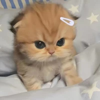 con t/g khờ mê mèo 😍