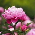 Mẹ