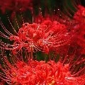 Tôi