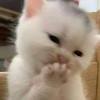 Tác Giả