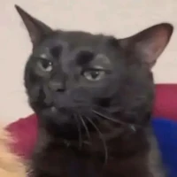 T/g báo