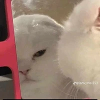 Tác ko hề giả trân=)))