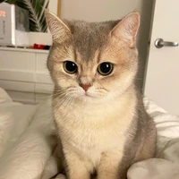 miu (linh thú của cô)