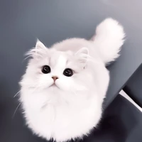 Lisa (dạng mèo)