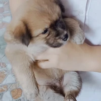 đồng hành 1 bạn t/g