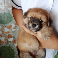 đồng hành 2 bạn t/g