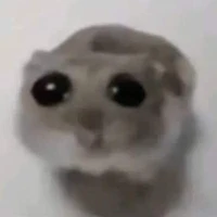 °Chuột cưng của T/G°