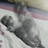 °Thành phần trong lớp°