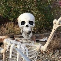 N.Ý