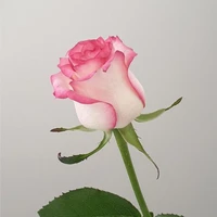 NVP