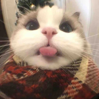 Y/N