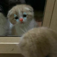 Tác giả nói nhiều nhưng đáng yêu